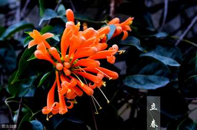 炮仗花不开花的原因是什么？炮仗花什么时候开花？