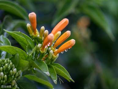 炮仗花不开花的原因是什么？炮仗花什么时候开花？