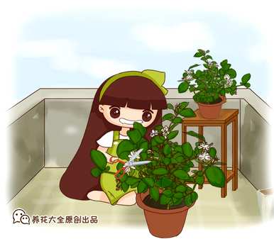 冬季如何养护双色茉莉花？ぉ跺脚