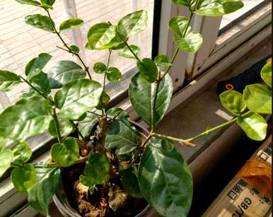 冬季如何养护双色茉莉花？ぉ跺脚