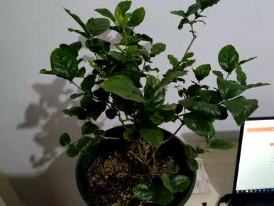 冬季如何养护双色茉莉花？ぉ跺脚