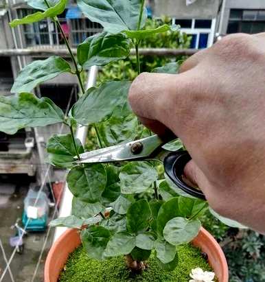 冬季如何养护双色茉莉花？ぉ跺脚