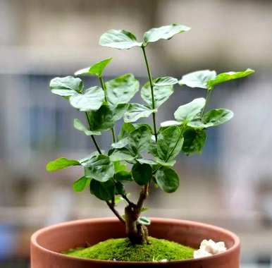 冬季如何养护双色茉莉花？ぉ跺脚