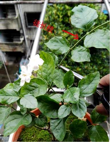 冬季如何养护双色茉莉花？ぉ跺脚