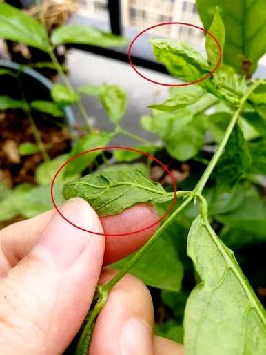 冬季如何养护双色茉莉花？ぉ跺脚