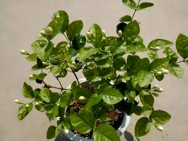 冬季如何养护双色茉莉花？ぉ跺脚