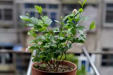 冬季如何养护双色茉莉花？ぉ跺脚