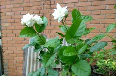 冬季如何养护双色茉莉花？ぉ跺脚