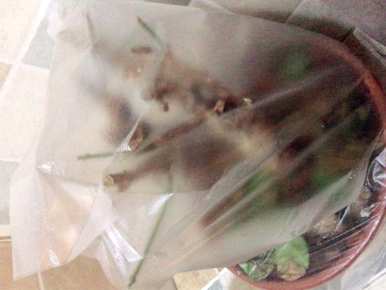 冬季如何养护双色茉莉花？ぉ跺脚