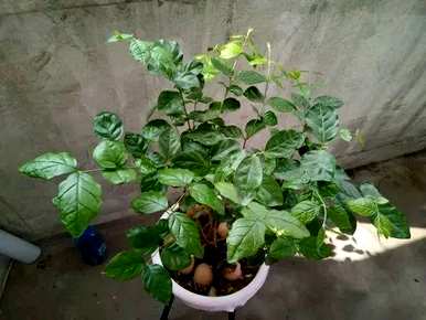 冬季如何养护双色茉莉花？ぉ跺脚