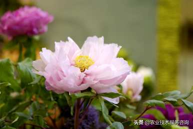 如何培育白牡丹视频，如何培育白牡丹