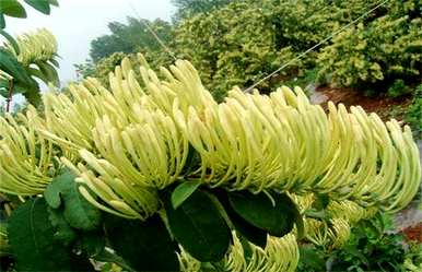 湖北咸宁金银花种植前景如何，金银花种植方法及注意事项