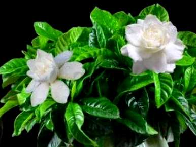 牡丹栀子花几月份开花，栀子花怎么开花？