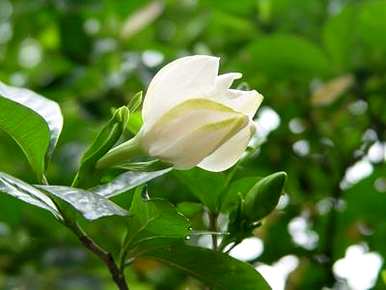 牡丹栀子花几月份开花，栀子花怎么开花？