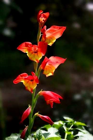 菖蒲花语是什么意思，菖蒲花语是什么意思？