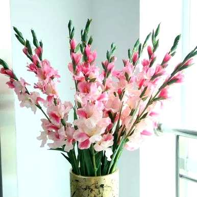 菖蒲花语是什么意思，菖蒲花语是什么意思？