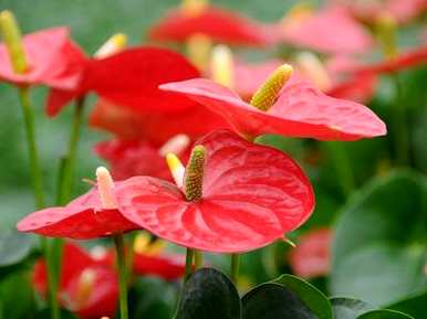红掌花天冷枯萎怎么补救，红掌花枯萎怎么办？