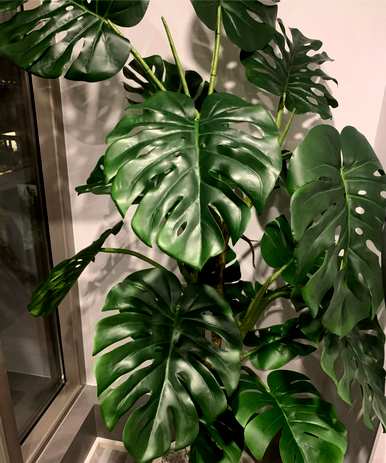 室内放置什么大型绿色植物更好，室内最好的大型绿色植物排名