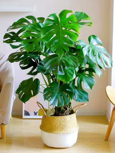 室内放置什么大型绿色植物更好，室内最好的大型绿色植物排名