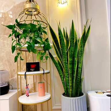 室内放置什么大型绿色植物更好，室内最好的大型绿色植物排名