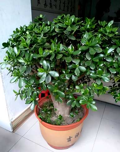 室内放置什么大型绿色植物更好，室内最好的大型绿色植物排名
