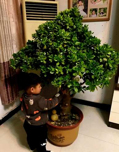室内放置什么大型绿色植物更好，室内最好的大型绿色植物排名