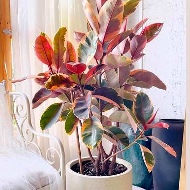 室内放置什么大型绿色植物更好，室内最好的大型绿色植物排名