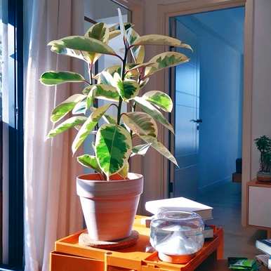 室内放置什么大型绿色植物更好，室内最好的大型绿色植物排名