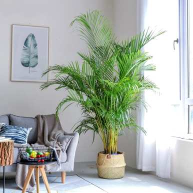 室内放置什么大型绿色植物更好，室内最好的大型绿色植物排名