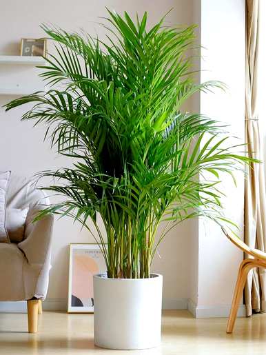 室内放置什么大型绿色植物更好，室内最好的大型绿色植物排名