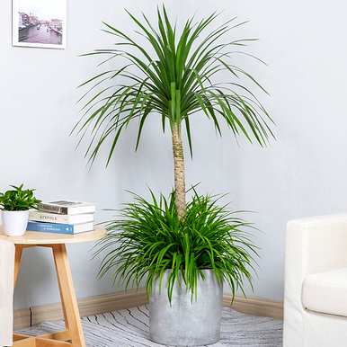 室内放置什么大型绿色植物更好，室内最好的大型绿色植物排名