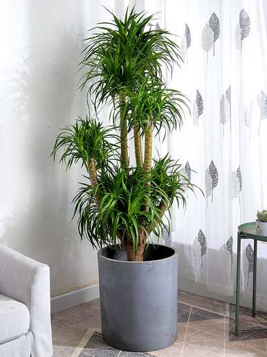 室内放置什么大型绿色植物更好，室内最好的大型绿色植物排名