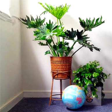 室内放置什么大型绿色植物更好，室内最好的大型绿色植物排名