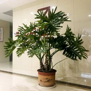 室内放置什么大型绿色植物更好，室内最好的大型绿色植物排名