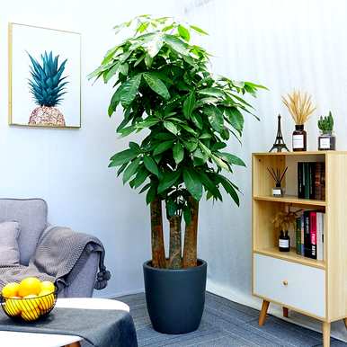 室内放置什么大型绿色植物更好，室内最好的大型绿色植物排名