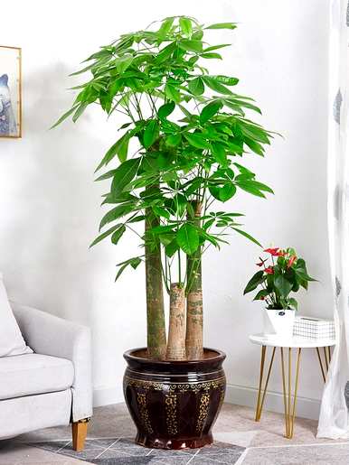 室内放置什么大型绿色植物更好，室内最好的大型绿色植物排名