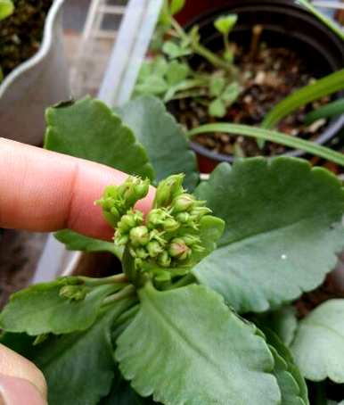 凤尾长寿花开花后如何修剪，长寿花如何养才能持续开花？