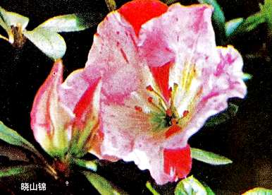西洋鹃一年开几次花，西洋鹃正常开花时间