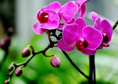 蝴蝶兰的花语和寓意是什么？红苹果蝴蝶兰的花语意味着什么？