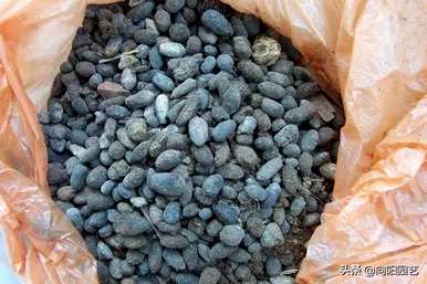 倒挂金钟怎么养才能开花？倒挂金钟不开花是什么情况？