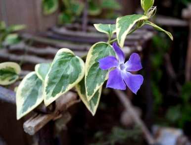 常春藤的花语是什么？