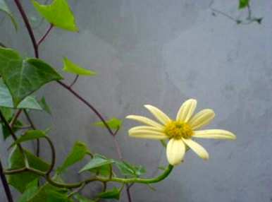 常春藤的花语是什么？