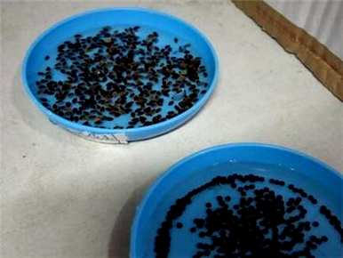 买玫瑰种子要种多久才能开花？如何种植玫瑰种子？