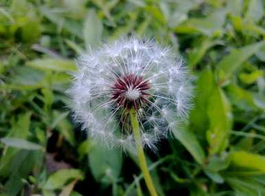 蒲公英的花语是什么？