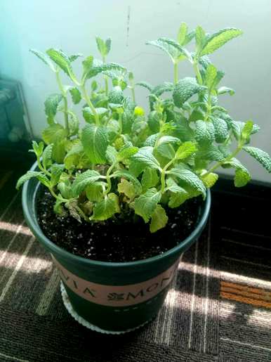 家里养薄荷好吗？如何养植物薄荷？