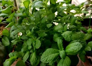 家里养薄荷好吗？如何养植物薄荷？