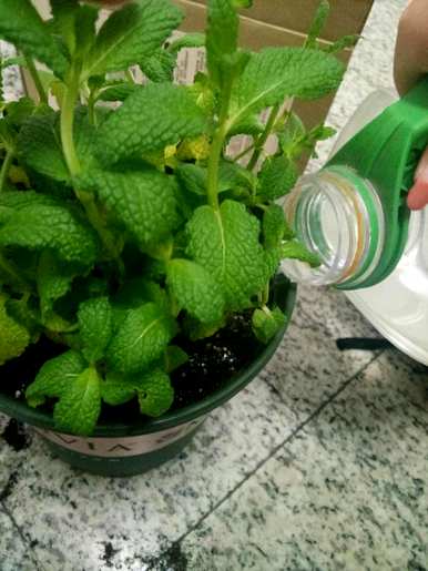 家里养薄荷好吗？如何养植物薄荷？