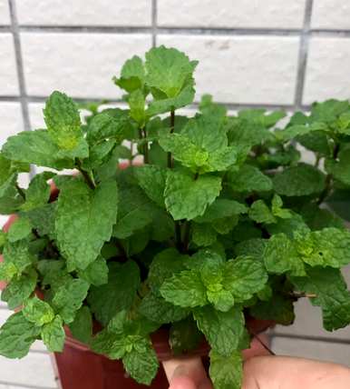 家里养薄荷好吗？如何养植物薄荷？