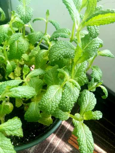 家里养薄荷好吗？如何养植物薄荷？