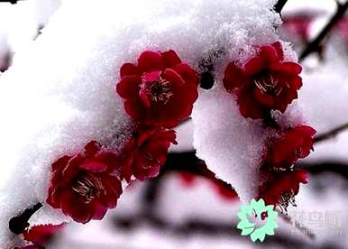 梅花是什么意思，梅花是什么意思？